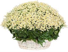Цветочная композиция из Ромашки в корзине #REPLACE_PRED# Колывани